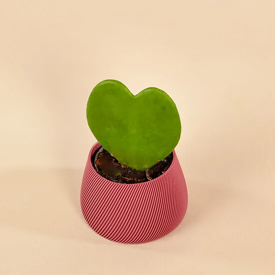 Hoya kerrii with a heart-shaped leaf in a small pink pot