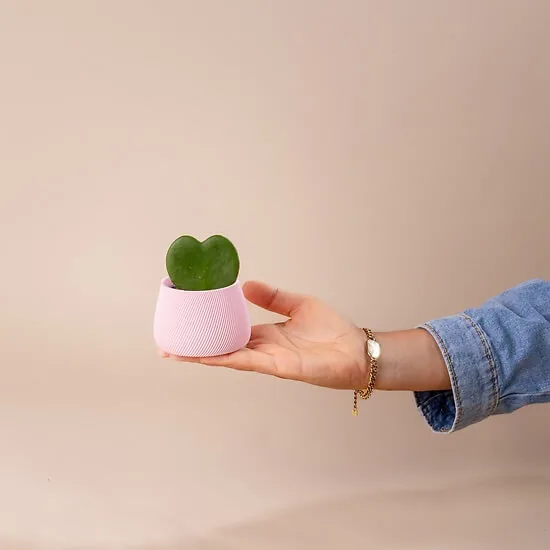 Hand holding a Hoya kerrii with a heart-shaped leaf in a small pink pot